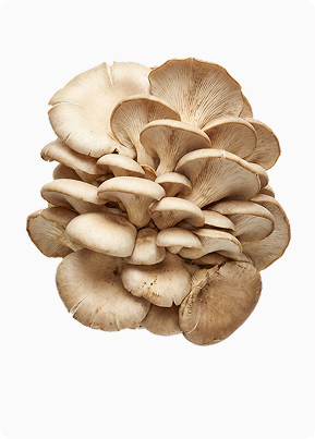 oyster mushrooms
