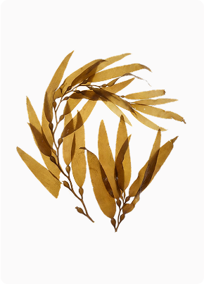 kelp
