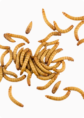 mealworms
