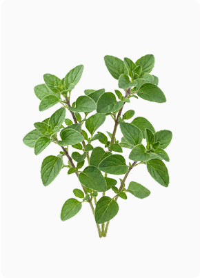 oregano