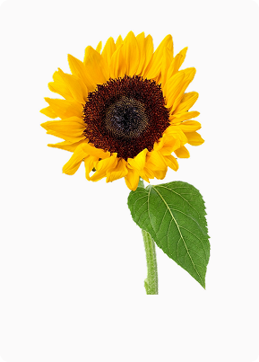 black oil sunflower seeds