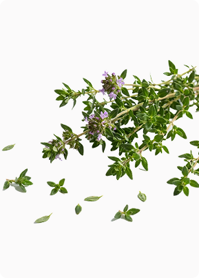 thyme